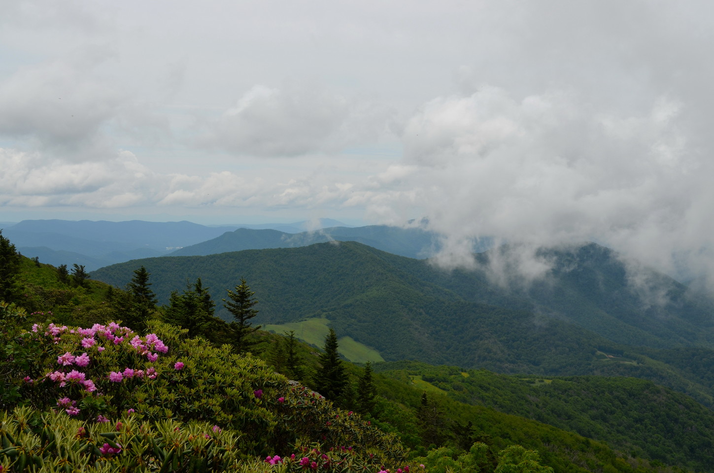 foggy mountain view with Catawba rhododendrons blooming in foreground